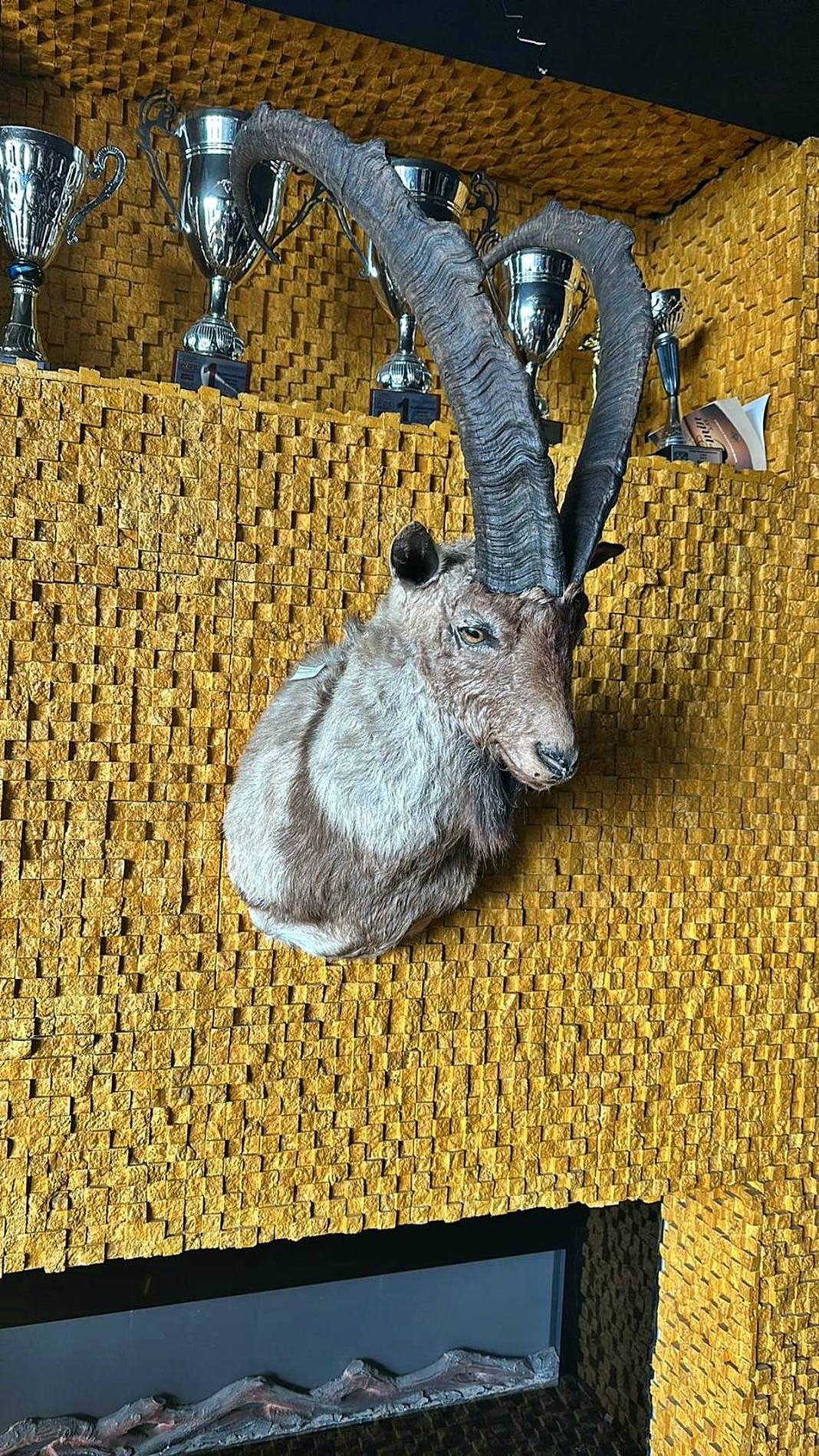 Eve baskın yapan polis Nil timsahı ve anakonda yılanla karşılaştı! Hayrete düşüren anlar 8
